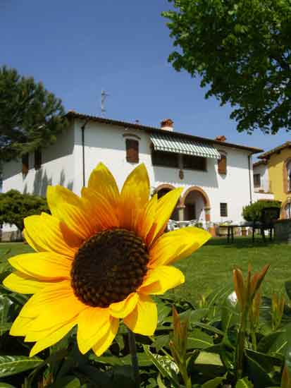 Girasole