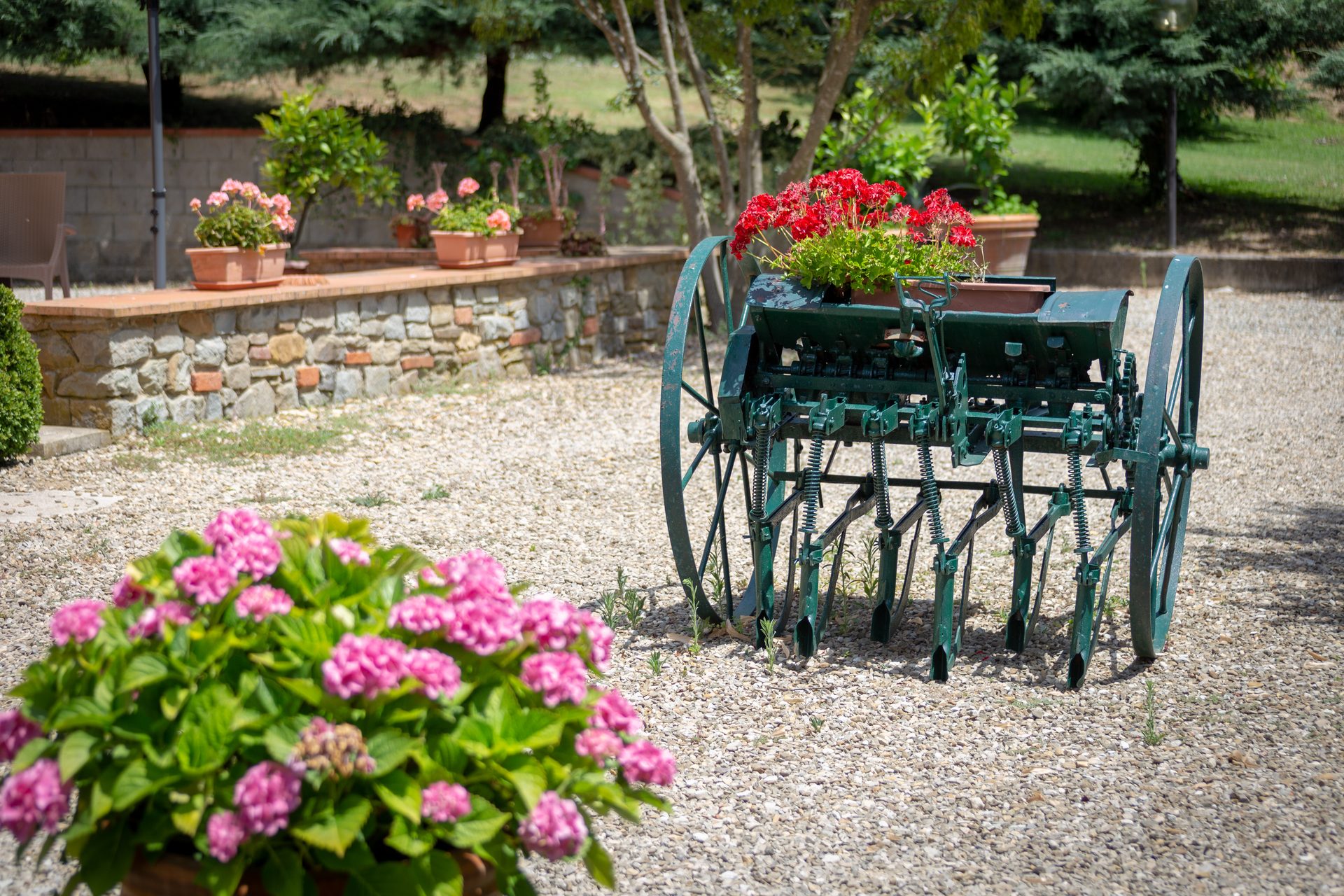 Ortensie e un vecchio aratro nel giardino