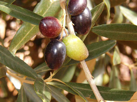 Olive